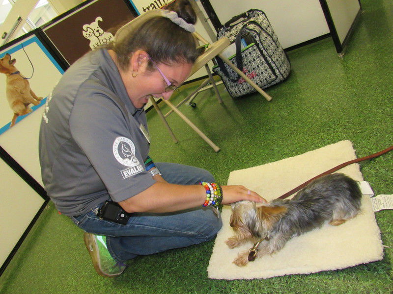 Okie from Muskogee: Six enjoys working with dogs